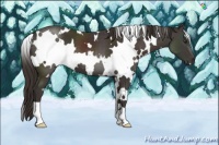 Horse Color:White Spotted Liver Chestnut 