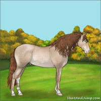 Horse Color:Buckskin Roan Pearl Rabicano 