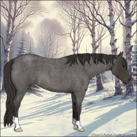 Horse Color:Smoky Blue Roan 