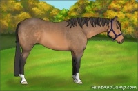Horse Color:Unknown 