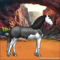 Horse Color:Blue Roan Splash 