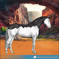 Horse Color:Smoky Black Splash 