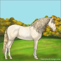 Horse Color:Buckskin Roan Pearl  and Buckskin Roan Pearl 