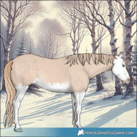 Horse Color:Perlino Splash