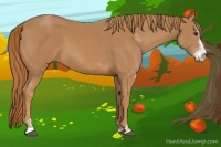 Horse Color:Chestnut Sabino 
