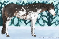 Horse Color:Liver Chestnut Sabino 