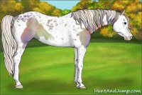 Horse Color:Nacre Silver Grullo Splash Tobiano 