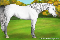Horse Color:Gray Void Silver Classic Champagne Dun Splash Tobiano 