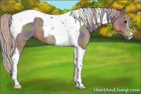 Horse Color:Nacre Silver Black Tobiano 