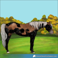 Horse Color:Gray Void Silver Classic Champagne Splash Tobiano 