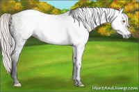 Horse Color:Gray Void Silver Classic Champagne Splash Tobiano 