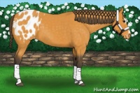 Horse Color:Buckskin Sabino Appaloosa