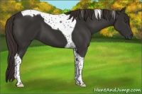 Horse Color:Liver Chestnut Tobiano