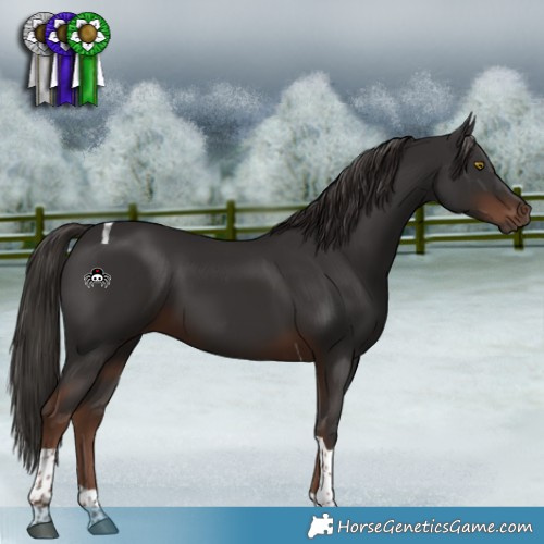 Horse Color:Liver Chestnut Tobiano 
