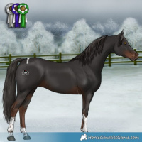 Horse Color:Liver Chestnut Tobiano 