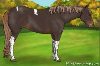 Horse Color:Liver Chestnut Tobiano Appaloosa