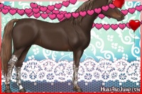 Horse Color:Liver Chestnut Tobiano 