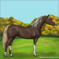 Horse Color:Liver Chestnut Tobiano 