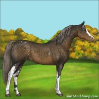 Horse Color:White Spotted Chocolate Palomino Appaloosa 