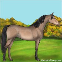 Horse Color:Bay Dun 
