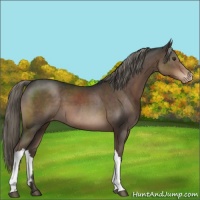 Horse Color:Liver Chestnut Mushroom Appaloosa 