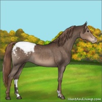 Horse Color:Liver Chestnut Appaloosa 
