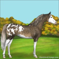 Horse Color:Chocolate Palomino Splash Appaloosa 
