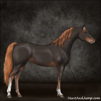 Horse Color:Liver Chestnut Tobiano