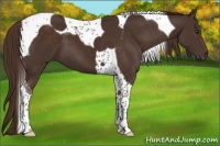 Horse Color:Liver Chestnut Tobiano