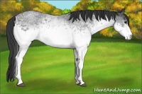 Horse Color:White Spotted Blue Roan 