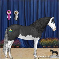 Horse Color:Black Splash