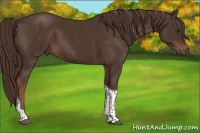 Horse Color:Liver Chestnut Tobiano