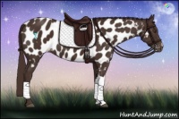 Horse Color:Liver Chestnut Appaloosa 