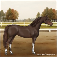 Horse Color:Liver Chestnut Tobiano