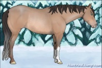 Horse Color:Amber Champagne Rabicano 