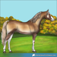 Horse Color:Chocolate Palomino Onyx