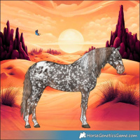 Horse Color:Liver Chestnut Tobiano Appaloosa 