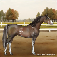 Horse Color:Liver Chestnut Sabino