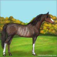 Horse Color:Liver Chestnut Rabicano 