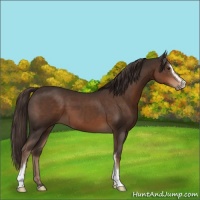Horse Color:Liver Chestnut Sabino 