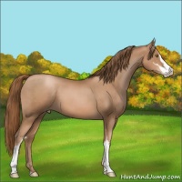 Horse Color:Liver Chestnut Pearl Sabino 