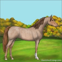 Horse Color:Red Roan 