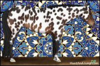 Horse Color:Gray Brown Sabino Appaloosa