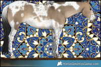 Horse Color:Gray Brown Dun Tobiano Frame Rabicano 