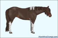 Horse Color:Liver Chestnut Tobiano 