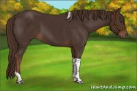 Horse Color:Liver Chestnut Tobiano