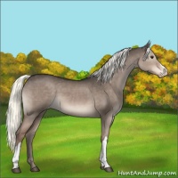 Horse Color:Liver Red Dun Mushroom Appaloosa 