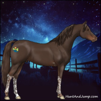 Horse Color:Liver Chestnut Tobiano
