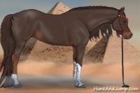 Horse Color:Liver Chestnut Tobiano