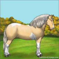 Horse Color:Palomino Splash Tobiano 
